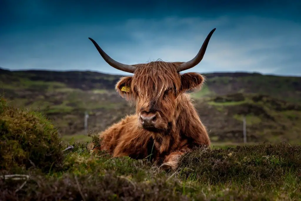Scotland Ox